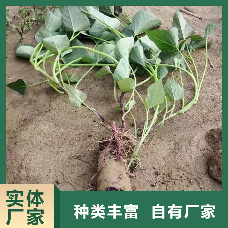 羽衣甘蓝粉视频-广西省梧州市乐农羽衣甘蓝粉可服务区域蒙山|蝶山|崇左|来宾|钦州|防城港|柳州|桂林等