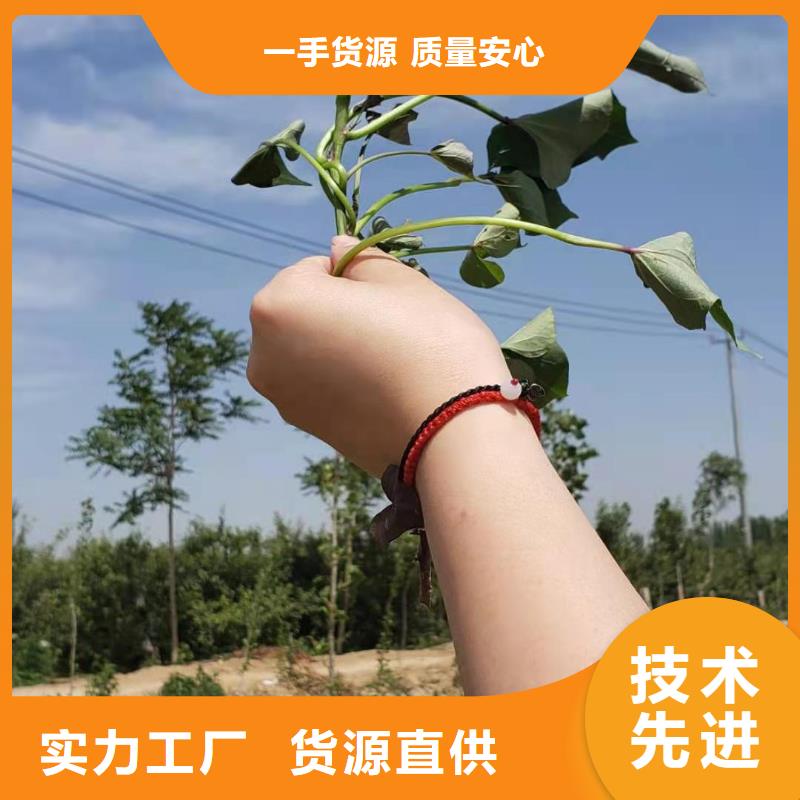 羽衣甘蓝粉视频-羽衣甘蓝粉|南宁市|宾阳|青秀|百色|贺州|河池|北海