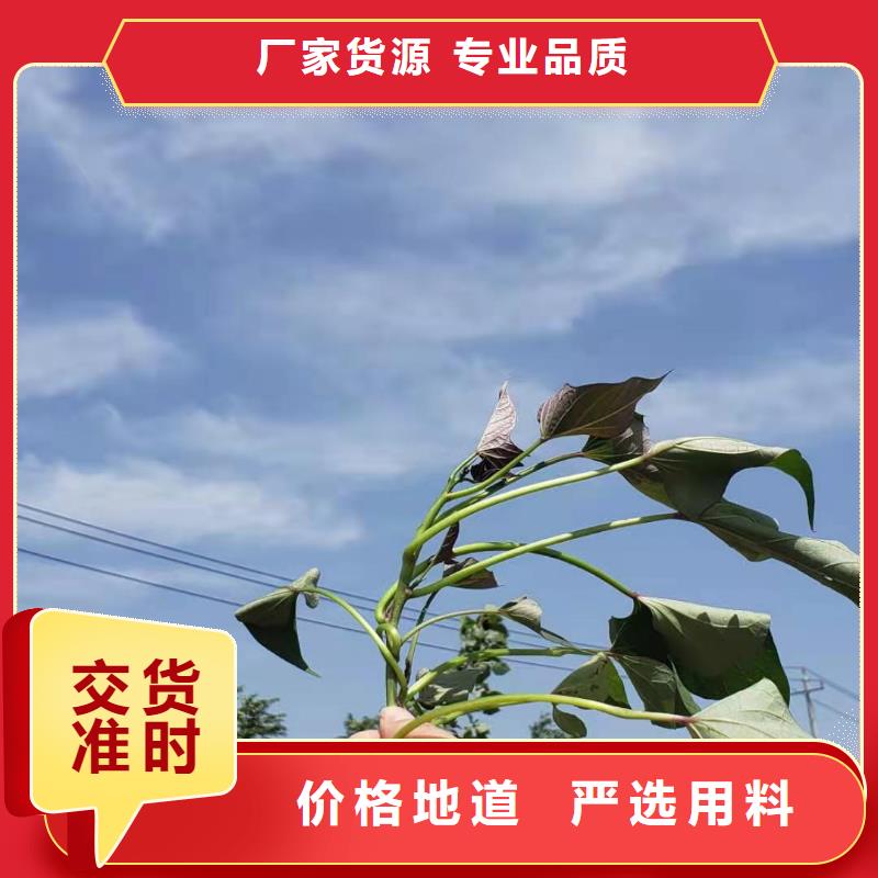 羽衣甘蓝粉视频-广西省梧州市乐农羽衣甘蓝粉可服务区域蒙山|蝶山|崇左|来宾|钦州|防城港|柳州|桂林等