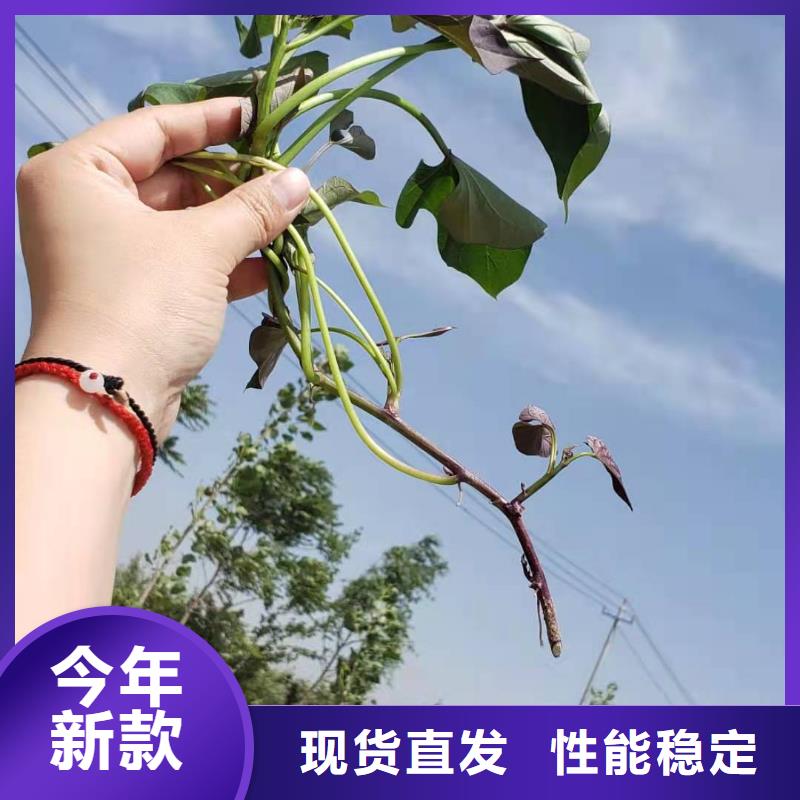 羽衣甘蓝粉视频-广西省梧州市乐农羽衣甘蓝粉可服务区域蒙山|蝶山|崇左|来宾|钦州|防城港|柳州|桂林等