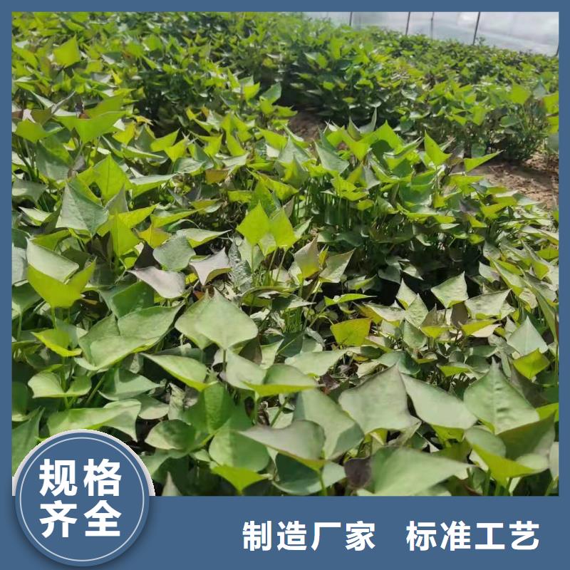 羽衣甘蓝粉视频-广西省梧州市乐农羽衣甘蓝粉可服务区域蒙山|蝶山|崇左|来宾|钦州|防城港|柳州|桂林等