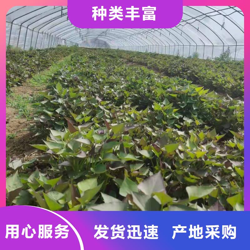 紫薯雪花片视频-四川省德阳市乐农紫薯雪花片可服务区域罗江|绵竹|内江|眉山|遂宁|广元等