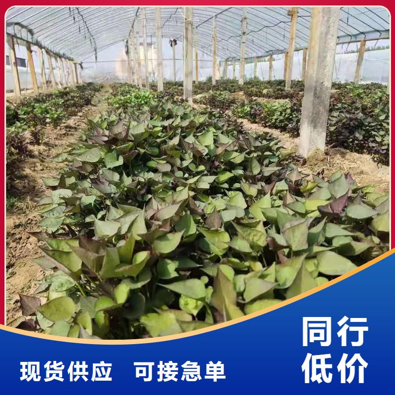 羽衣甘蓝粉视频-羽衣甘蓝粉|南宁市|宾阳|青秀|百色|贺州|河池|北海