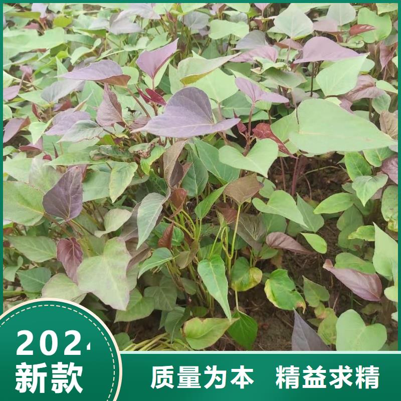 羽衣甘蓝粉视频-羽衣甘蓝粉|南宁市|宾阳|青秀|百色|贺州|河池|北海