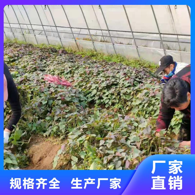 羽衣甘蓝粉视频-广西省梧州市乐农羽衣甘蓝粉可服务区域蒙山|蝶山|崇左|来宾|钦州|防城港|柳州|桂林等