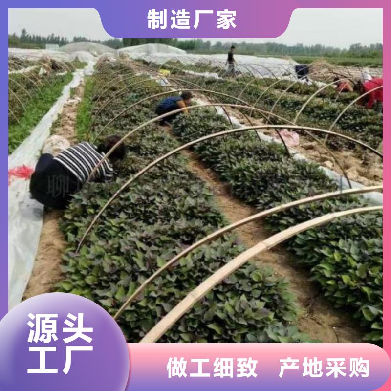 紫薯苗_紫薯雪花片为您精心挑选