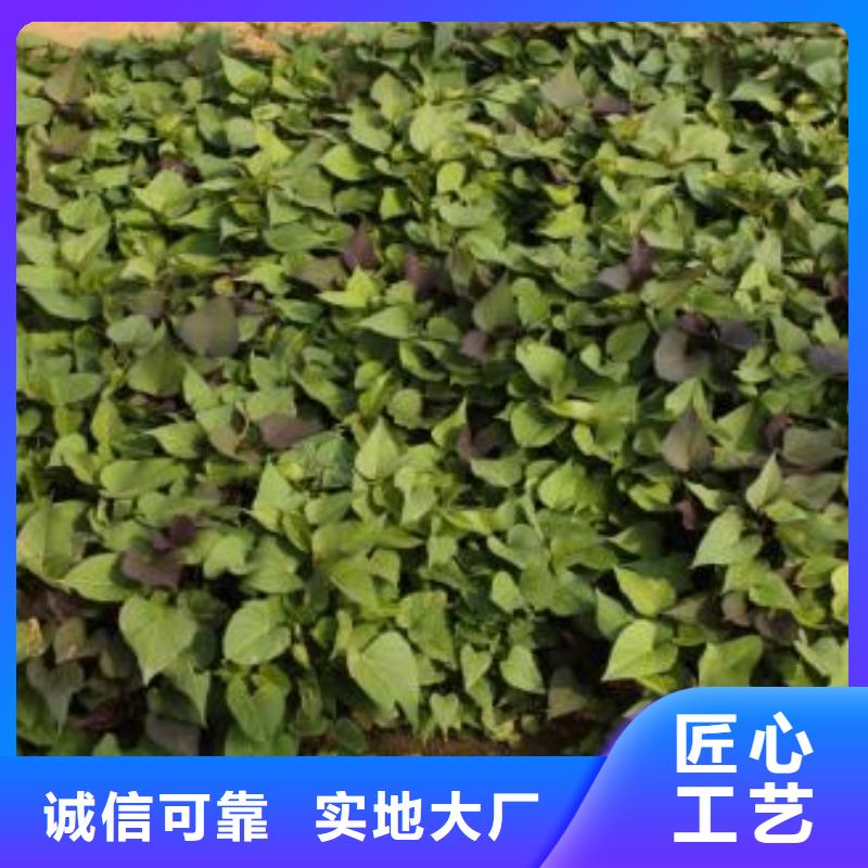 羽衣甘蓝粉视频-羽衣甘蓝粉|南宁市|宾阳|青秀|百色|贺州|河池|北海