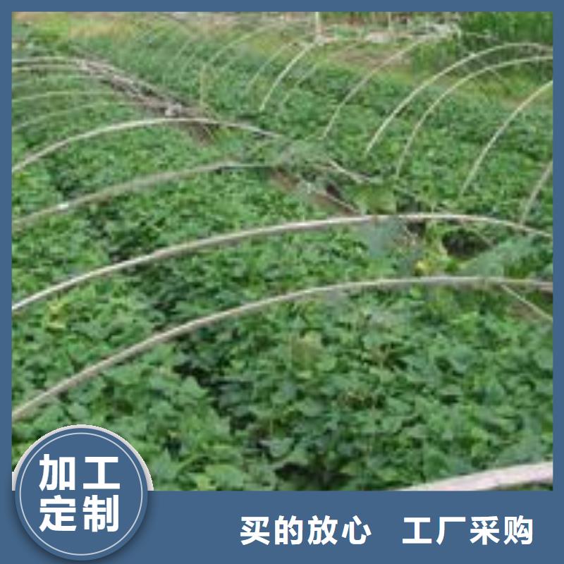 羽衣甘蓝粉视频-羽衣甘蓝粉|南宁市|宾阳|青秀|百色|贺州|河池|北海