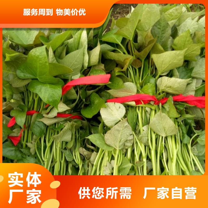 紫薯苗_紫薯雪花片为您精心挑选