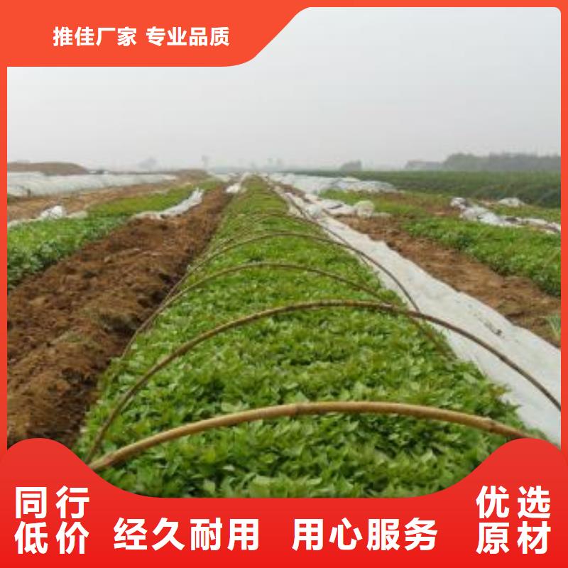 紫薯苗厂家价格是多少