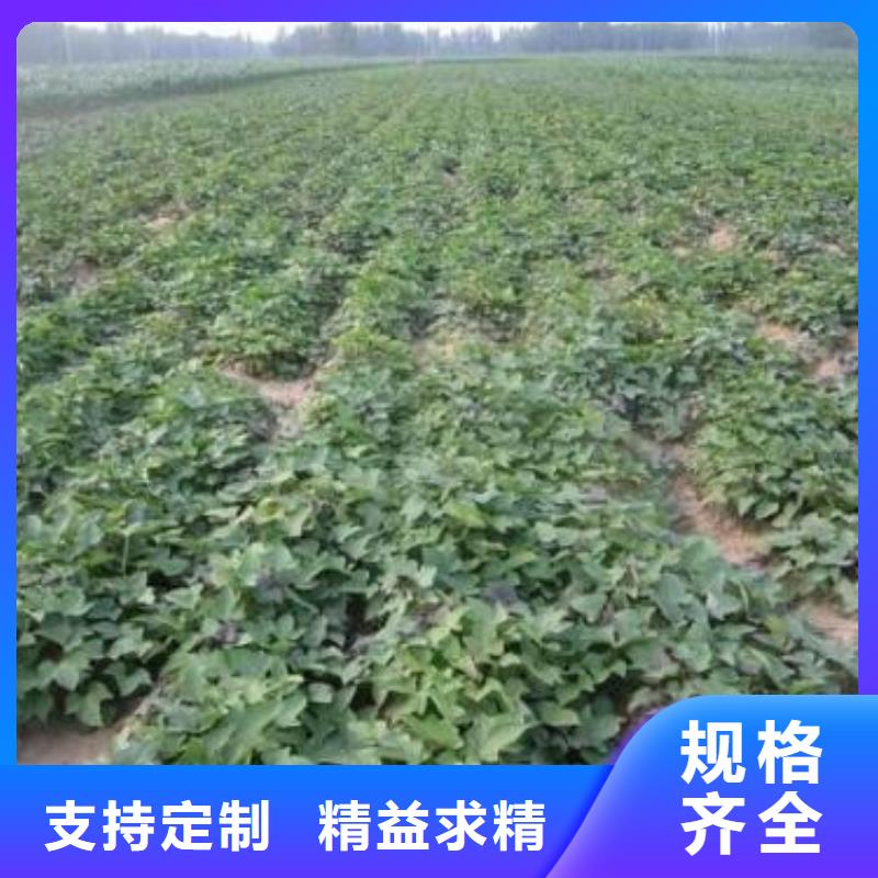 羽衣甘蓝粉视频-羽衣甘蓝粉|南宁市|宾阳|青秀|百色|贺州|河池|北海