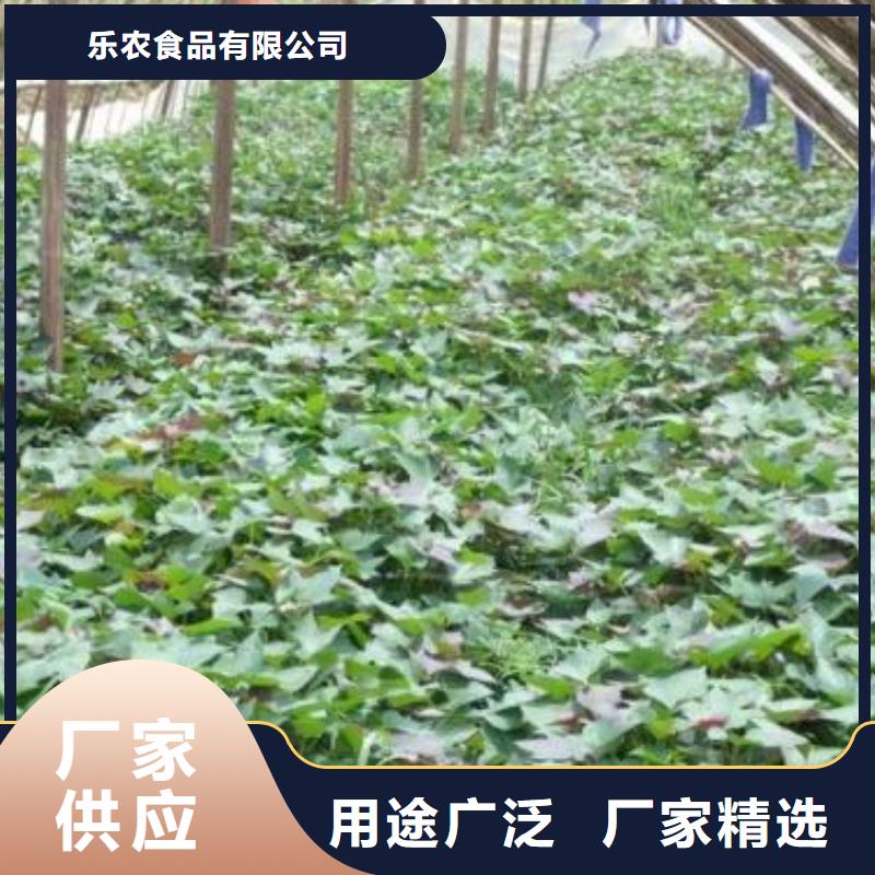紫薯雪花片视频-四川省德阳市乐农紫薯雪花片可服务区域罗江|绵竹|内江|眉山|遂宁|广元等
