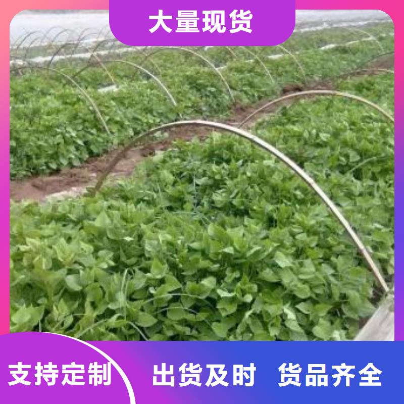 羽衣甘蓝粉视频-广西省梧州市乐农羽衣甘蓝粉可服务区域蒙山|蝶山|崇左|来宾|钦州|防城港|柳州|桂林等