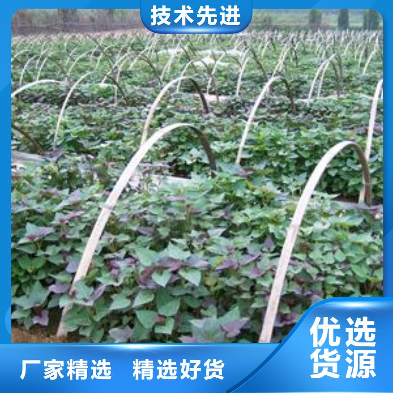 羽衣甘蓝粉视频-广西省梧州市乐农羽衣甘蓝粉可服务区域蒙山|蝶山|崇左|来宾|钦州|防城港|柳州|桂林等