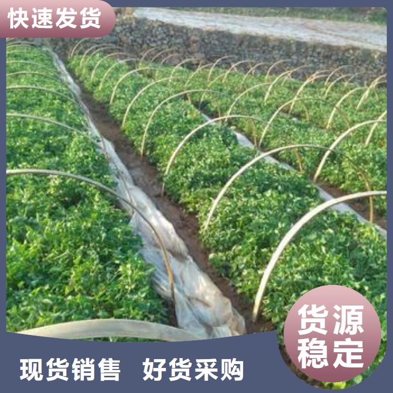 羽衣甘蓝粉视频-广西省梧州市乐农羽衣甘蓝粉可服务区域蒙山|蝶山|崇左|来宾|钦州|防城港|柳州|桂林等