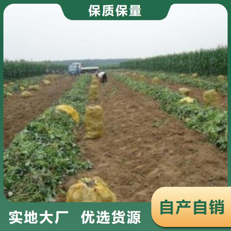 紫薯雪花片视频-四川省德阳市乐农紫薯雪花片可服务区域罗江|绵竹|内江|眉山|遂宁|广元等