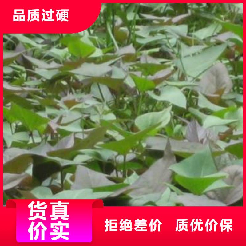 羽衣甘蓝粉视频-羽衣甘蓝粉|南宁市|宾阳|青秀|百色|贺州|河池|北海