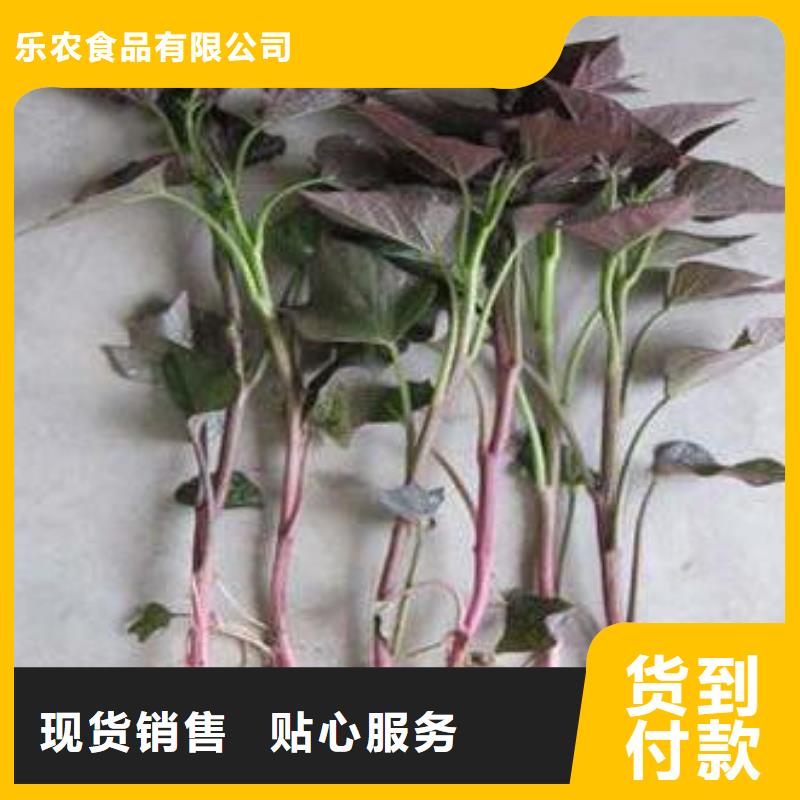 紫薯雪花片视频-四川省德阳市乐农紫薯雪花片可服务区域罗江|绵竹|内江|眉山|遂宁|广元等