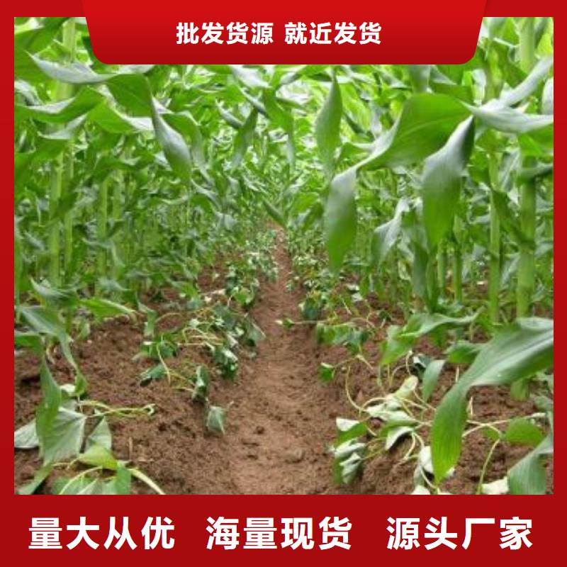 羽衣甘蓝粉视频-广西省梧州市乐农羽衣甘蓝粉可服务区域蒙山|蝶山|崇左|来宾|钦州|防城港|柳州|桂林等