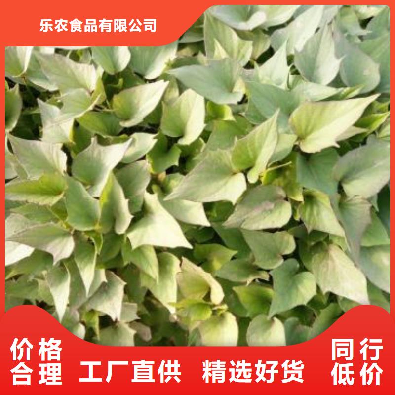 羽衣甘蓝粉视频-羽衣甘蓝粉|南宁市|宾阳|青秀|百色|贺州|河池|北海
