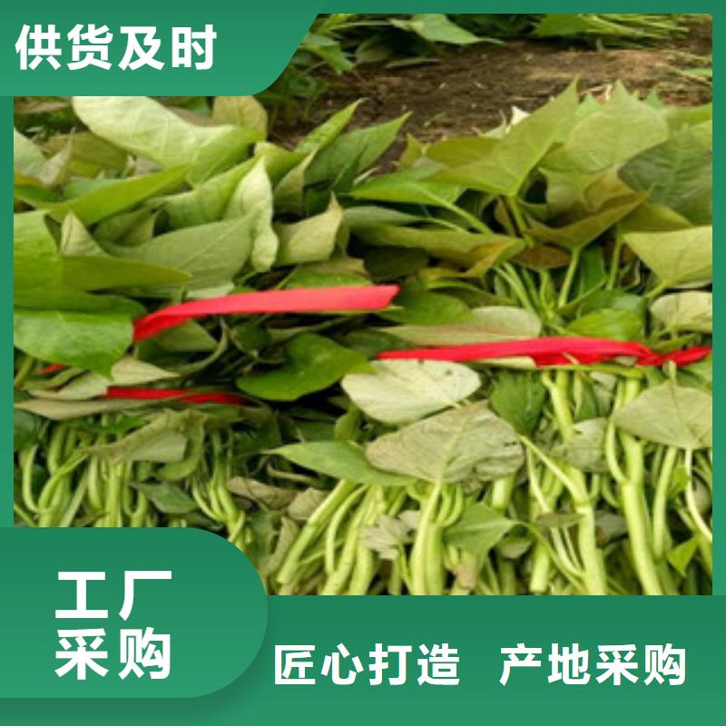 羽衣甘蓝粉视频-羽衣甘蓝粉|南宁市|宾阳|青秀|百色|贺州|河池|北海