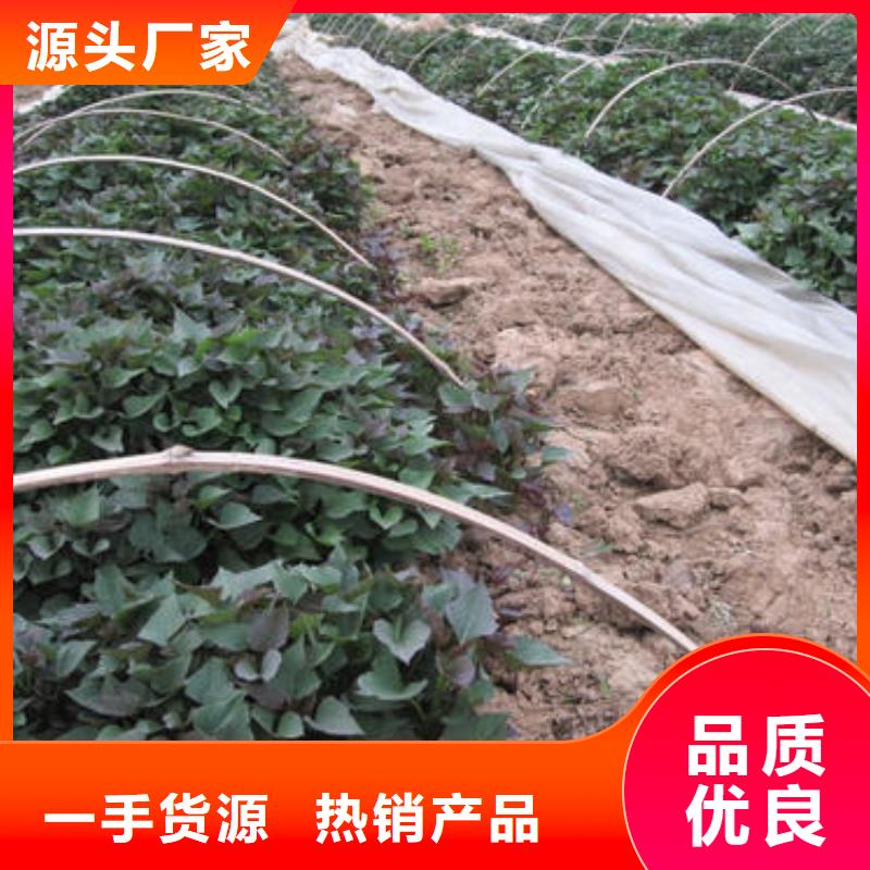 紫地瓜苗子哪里有卖的