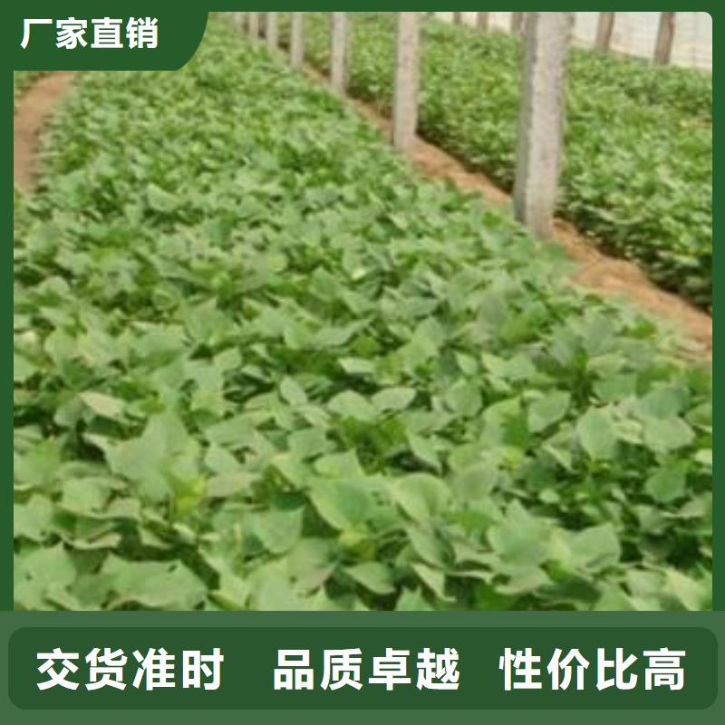 紫薯种苗批发销售