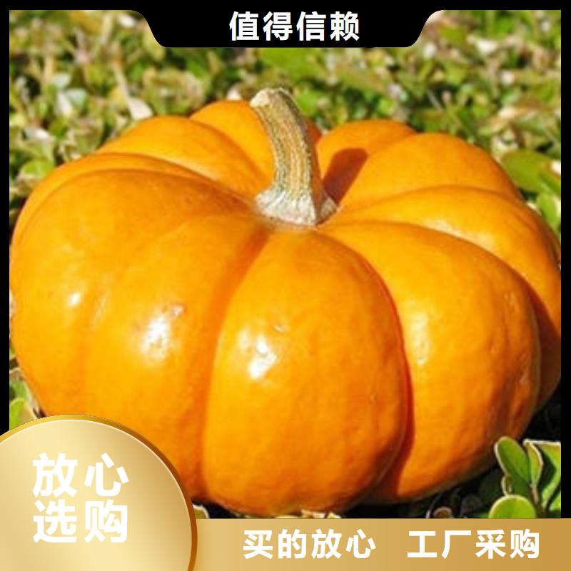 灵芝孢子粉价格视频-临淄|高青|烟台|青岛|泰安|济宁云海灵芝孢子粉价格_ 云海灵芝种植专业社(淄博市分公司)
