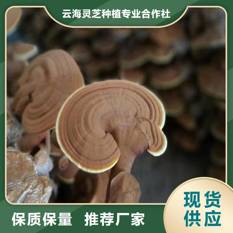 灵芝孢子粉,【灵芝盆景】采购无忧-云海灵芝种植专业社(乌鲁木齐市分公司)|覆盖地域克拉玛依|伊犁