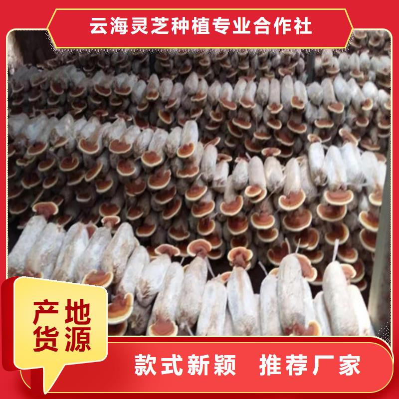 灵芝粉经验丰富
