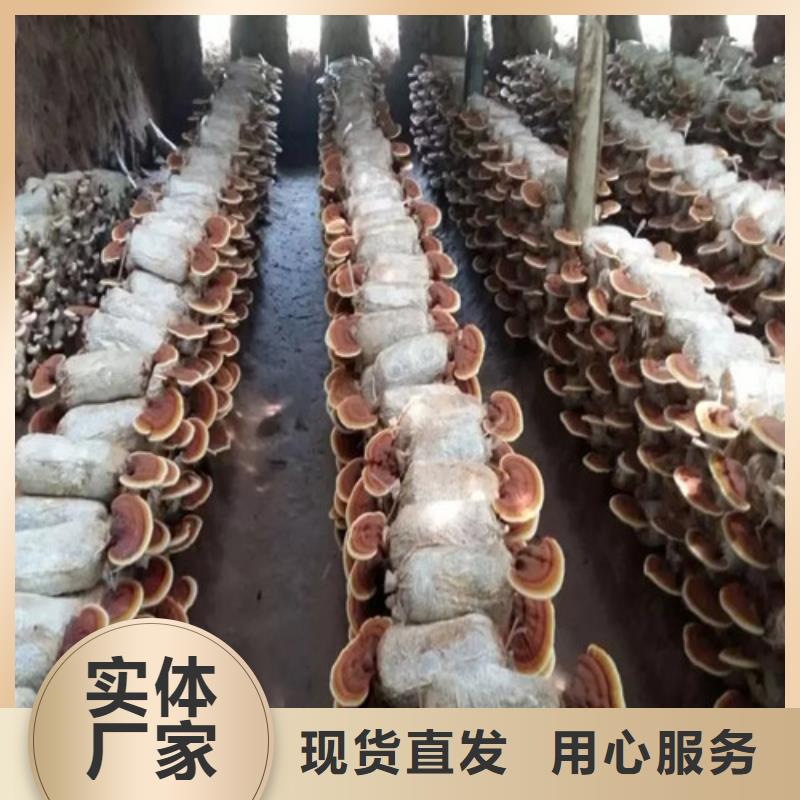 灵芝孢子粉【灵芝】用心做好每一件产品-可发货到高港|海陵|兴化|姜堰|泰兴