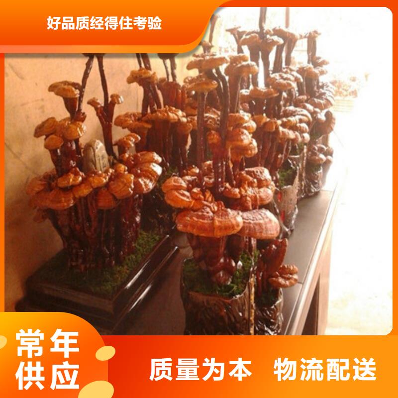 
灵芝超细粉销售