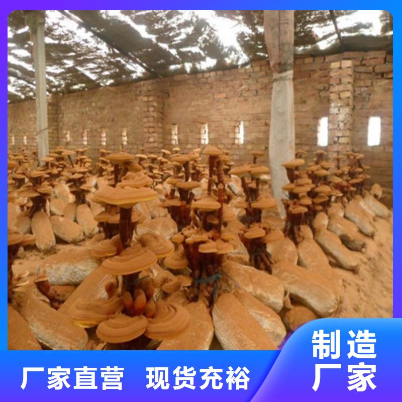 
灵芝超细粉销售