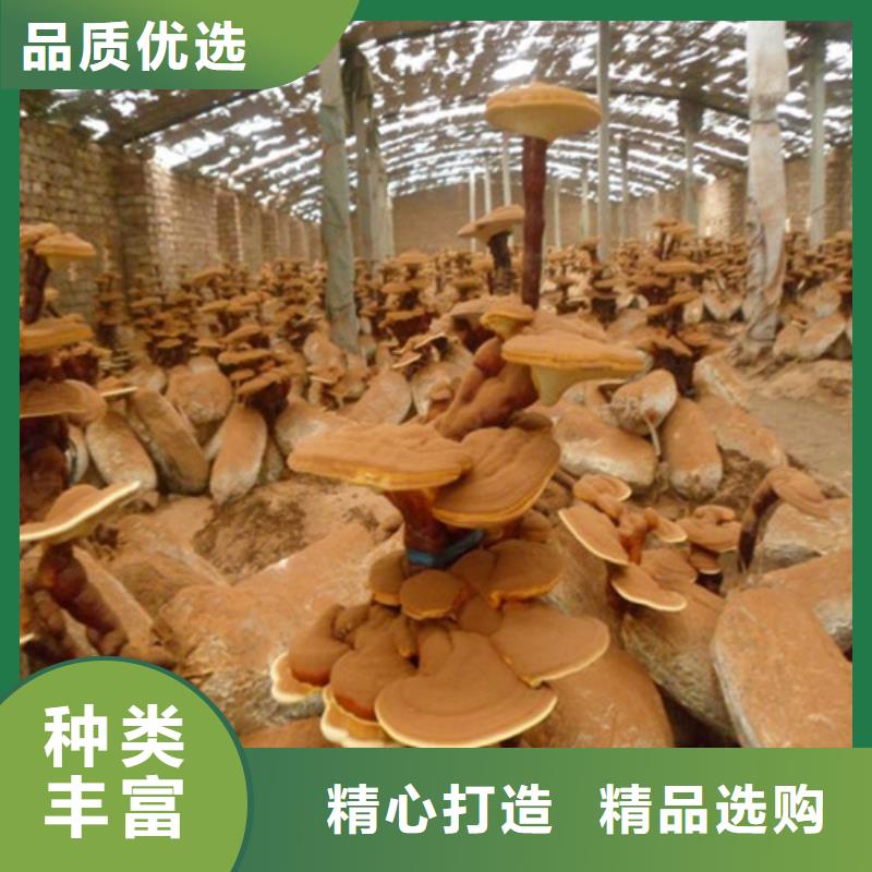 
灵芝孢子粉信誉为重