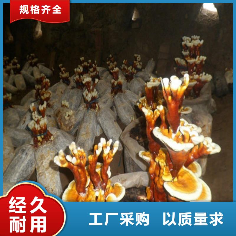 灵芝孢子粉灵芝栽培技术当地厂家值得信赖