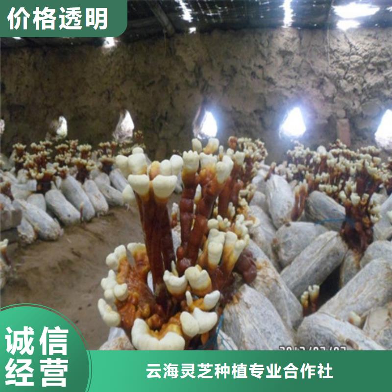 买
灵芝超细粉必看-经验丰富