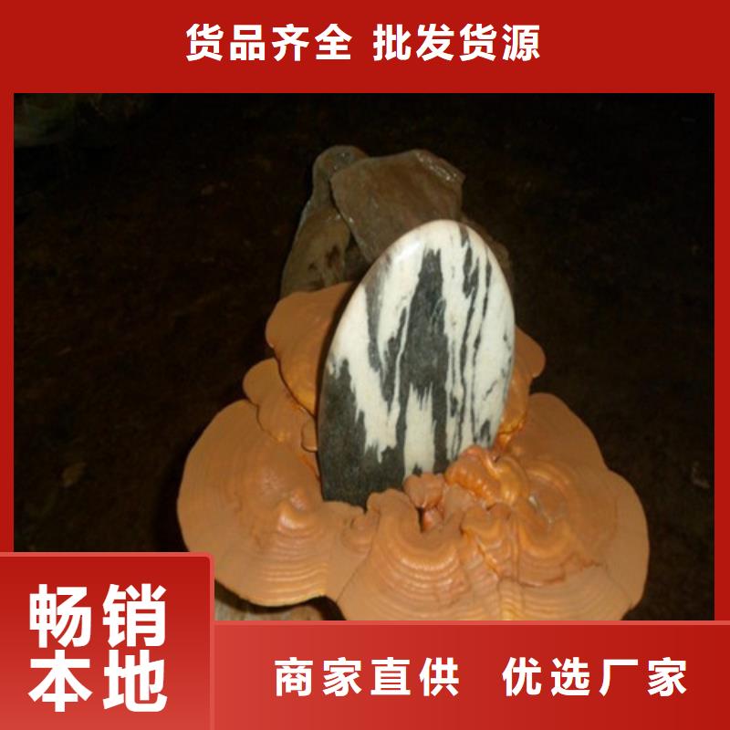 泡茶灵芝款式多样