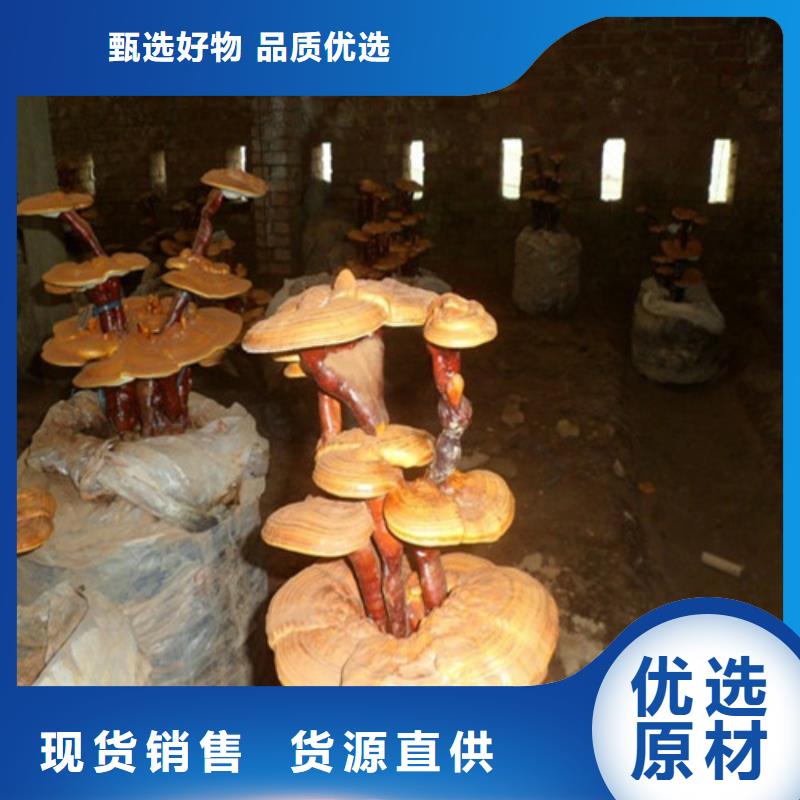 灵芝孢子粉价格视频-灵芝孢子粉价格-云海灵芝种植专业社(靖江市分公司)服务区域海陵|姜堰|高港|兴化|泰兴