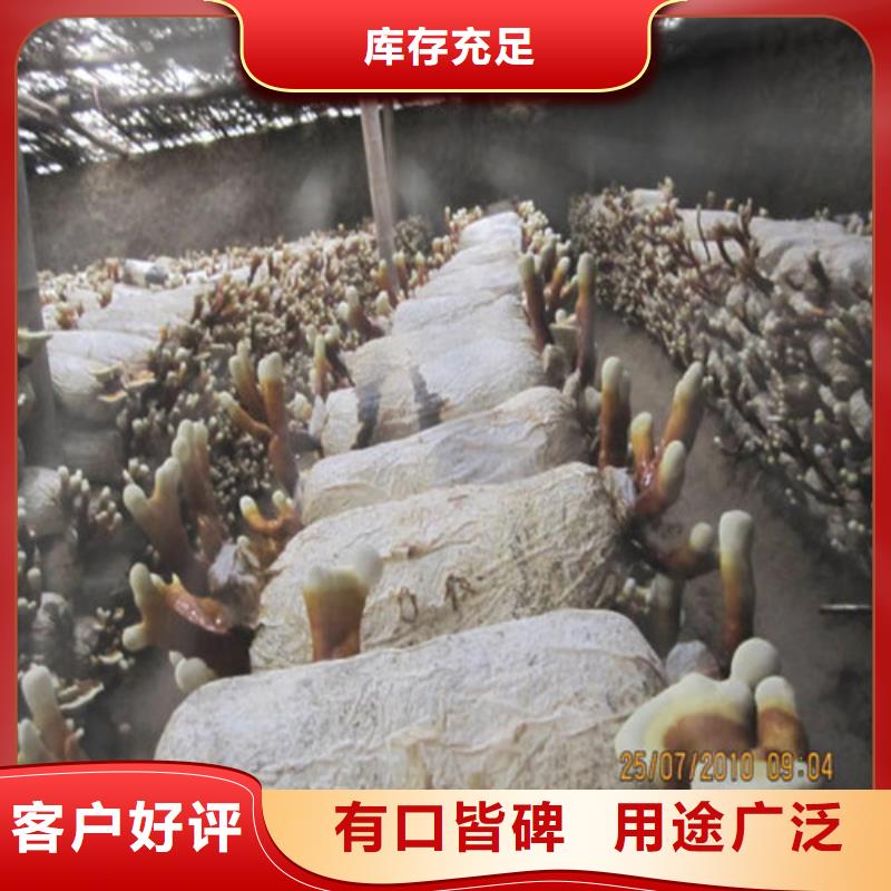 有现货的灵芝超细粉供应商