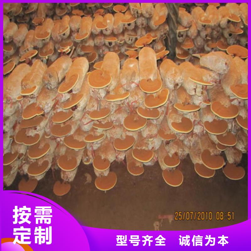 灵芝厂家销售