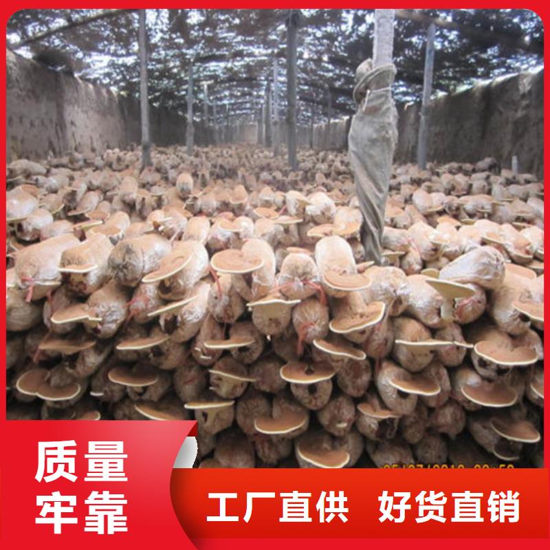 
孢子灵芝_品类齐全