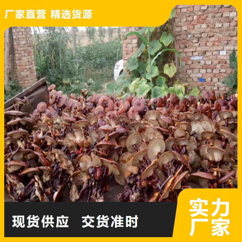 灵芝孢子粉,【灵芝盆景】采购无忧-云海灵芝种植专业社(乌鲁木齐市分公司)|覆盖地域克拉玛依|伊犁