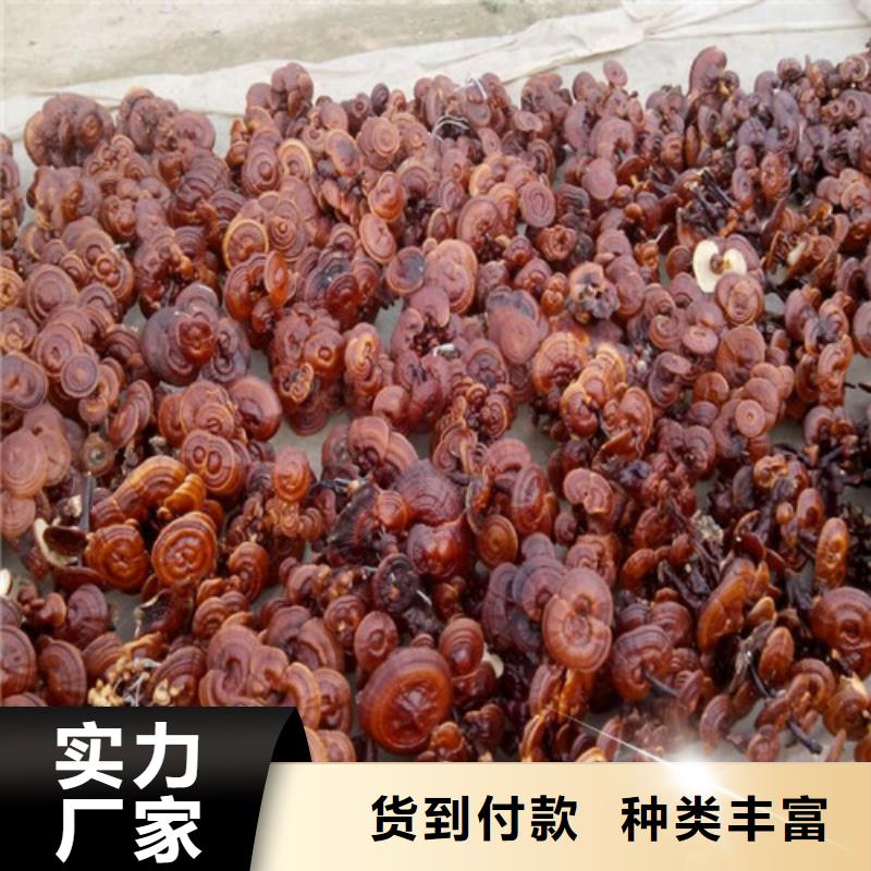 灵芝菌种多少钱一斤