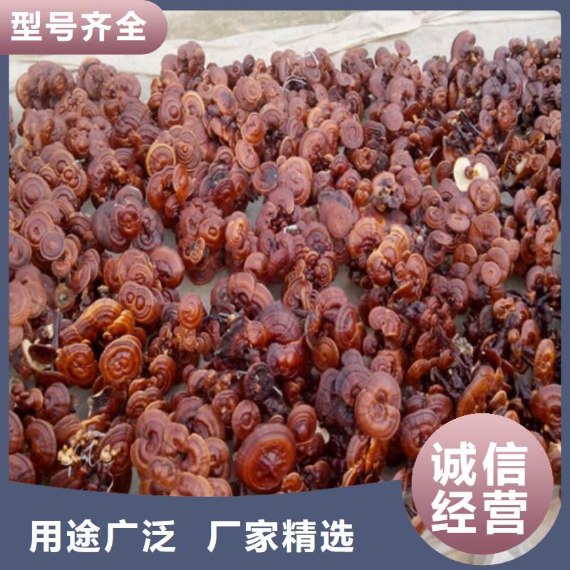 灵芝孢子粉价格视频-河南省信阳市云海灵芝孢子粉价格可服务区域固始|浉河|商丘|三门峡|漯河|鹤壁|开封|焦作|濮阳等