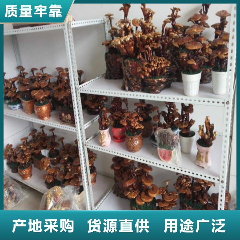 沙头角街道泡茶灵芝怎么样