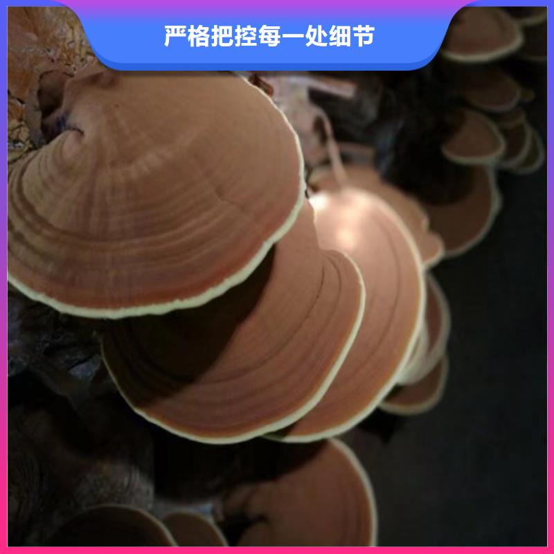 服务商【灵芝孢子粉】 灵芝粉一手货源