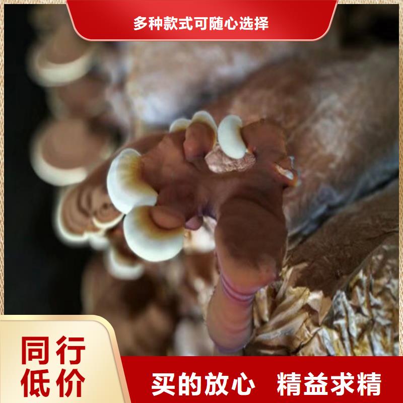 灵芝孢子粉【灵芝】用心做好每一件产品-可发货到高港|海陵|兴化|姜堰|泰兴