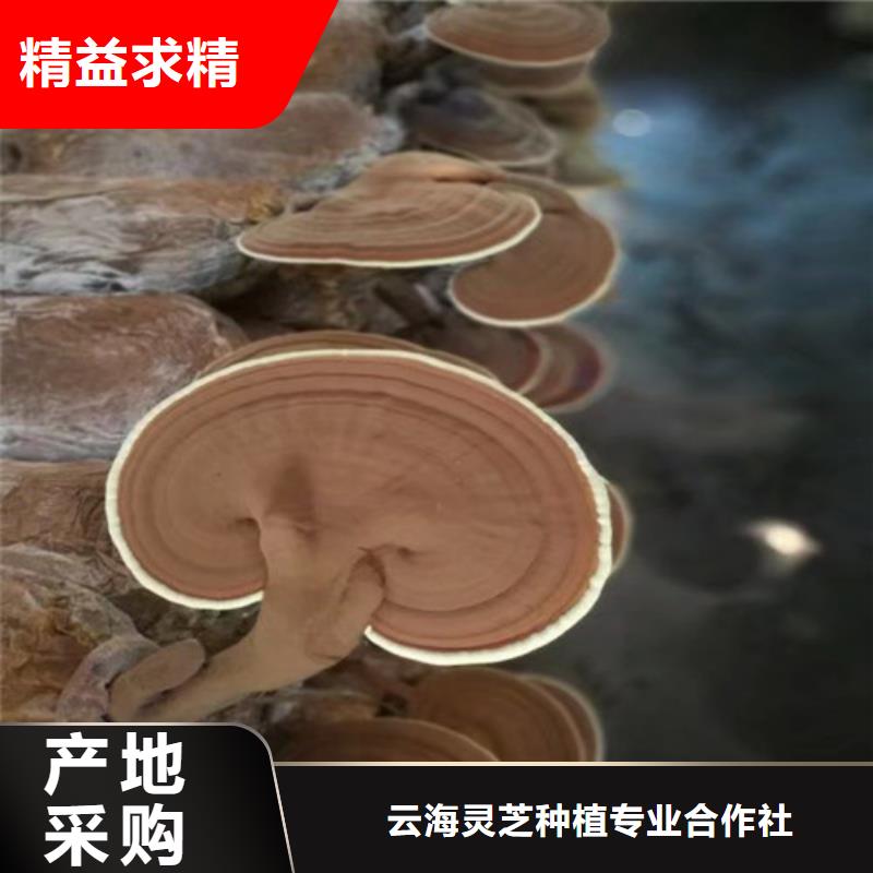 椴木灵芝工作原理