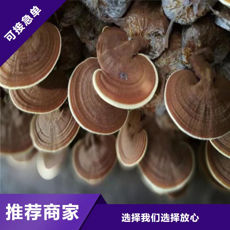 服务商【灵芝孢子粉】 灵芝粉一手货源