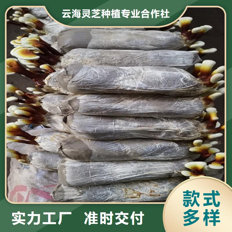 灵芝孢子粉,【灵芝盆景】采购无忧-云海灵芝种植专业社(乌鲁木齐市分公司)|覆盖地域克拉玛依|伊犁